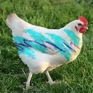 Chikin