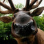 elk shaped organism