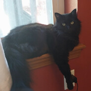 FireCat991