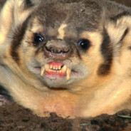 Барсук АМЕРЕКОС