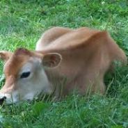 Cielaczek ;dd | Mixneee {}{}{}{}