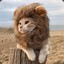 Lion_Head