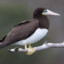 Brown-Footed Booby