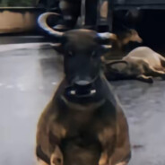 如果忧郁是种天赋