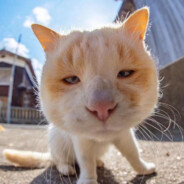 为什么不问问神奇海螺