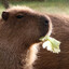 Capybara