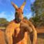 Dumpster Diving Kangaroo