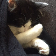 salem's avatar