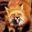 AngryFox