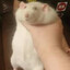 subway rat