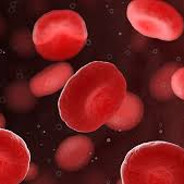 erythrocyte
