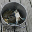 Crab Bucket