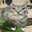 zaza cat