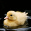 QUACK