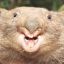 The Crazy Wombat