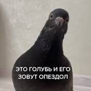 Мegalasov