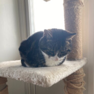 Muffins's Steam avatar