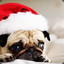 Новогодний мопс