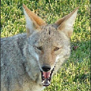 Coyote