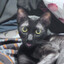 nimnim