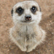 Пупсик PEEK - steam id 76561198938033302