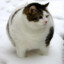 FatCat