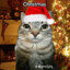 GATO CHRISTMAS