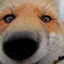 Fox(ing out)