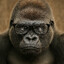 GorillaGlass