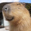 capybara