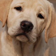 拉布拉多的的柯基