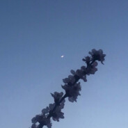 ¿NM$L_Xenophob1a_¿