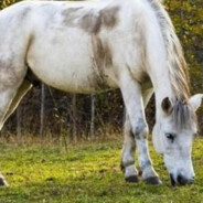 西西里种马加图索
