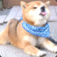 Shiba Inu