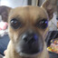 Meeso