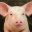 HousePig