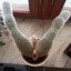 cactus fleshlight