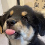 我是菜鸟想寄就寄