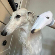 elongated borzoi