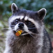 Goon-Raccoon avatar