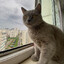 dima