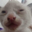 herbert