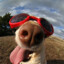woof