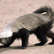 Killemall - steam id 76561197967712876