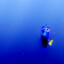 dory