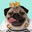 Pug