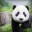 PANDAAAAAAAAAAAAAA :D