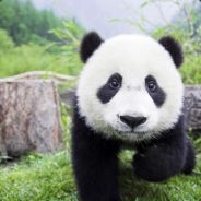 PANDAAAAAAAAAAAAAA :D