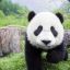 PANDAAAAAAAAAAAAAA :D