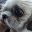Gizmo the Brainbug